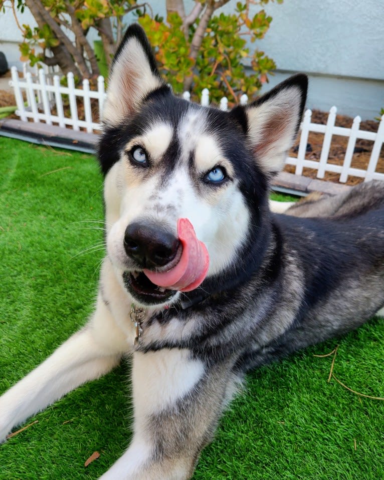 Teyla, a Siberian Husky tested with EmbarkVet.com