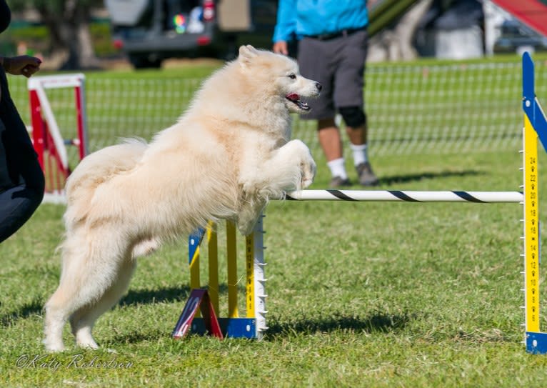 Camelot, a Samoyed tested with EmbarkVet.com