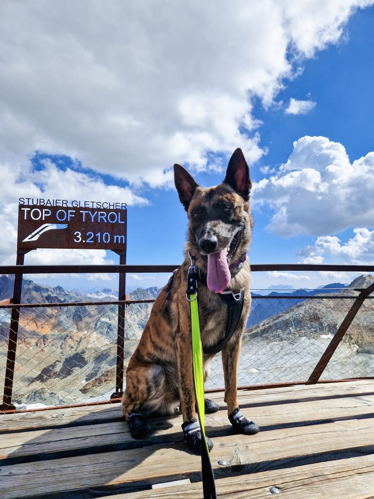 Xanu, a Dutch Shepherd and Belgian Malinois mix tested with EmbarkVet.com