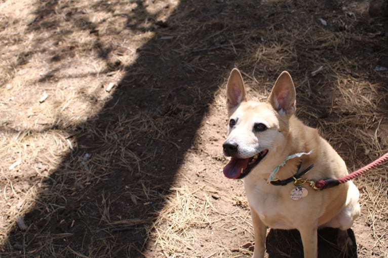 Bowzer, a Chow Chow and American Pit Bull Terrier mix tested with EmbarkVet.com