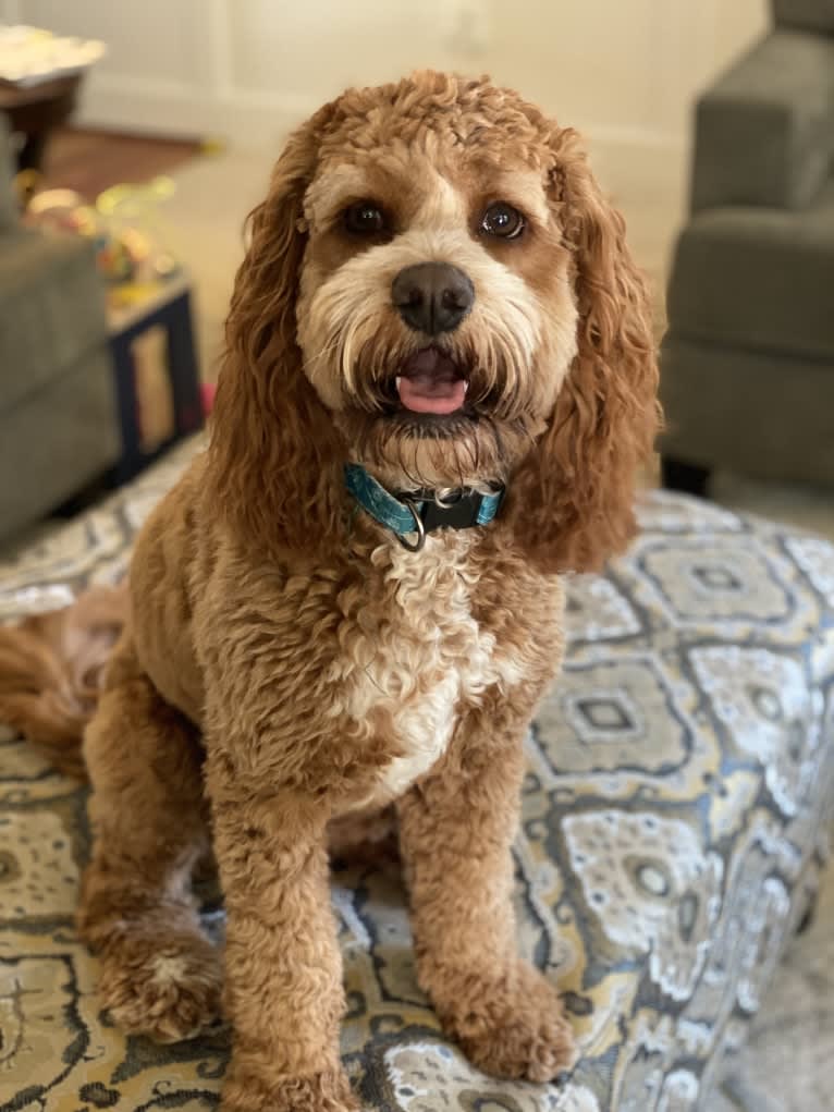Maple, a Cockapoo tested with EmbarkVet.com