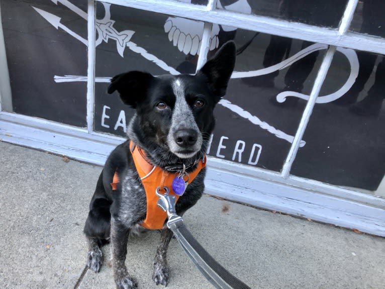 Mist, an Australian Cattle Dog and Australian Shepherd mix tested with EmbarkVet.com