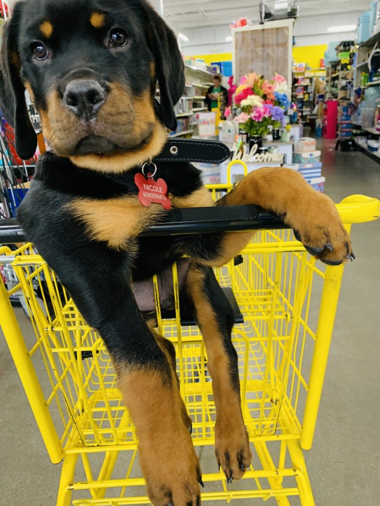 Chompy, a Rottweiler tested with EmbarkVet.com