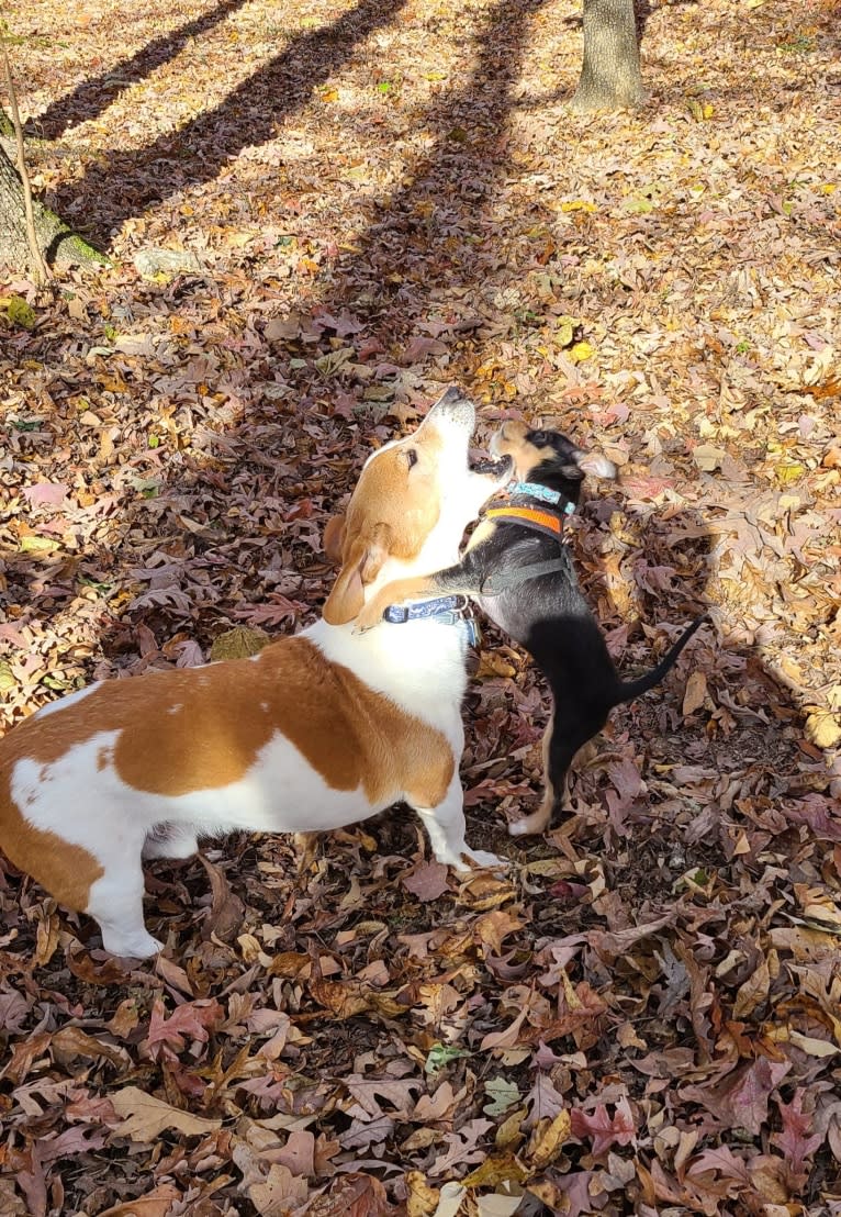 Barney, a Basset Hound and Treeing Walker Coonhound mix tested with EmbarkVet.com