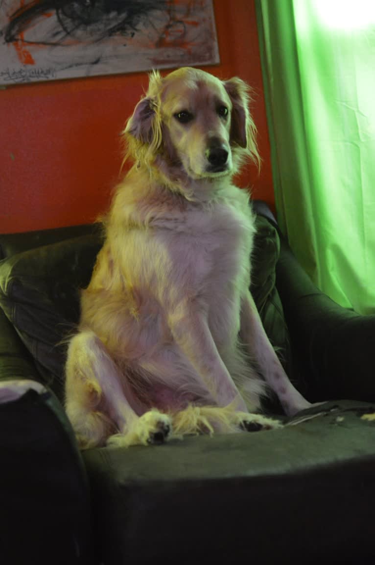 casper, a Great Pyrenees and Labrador Retriever mix tested with EmbarkVet.com