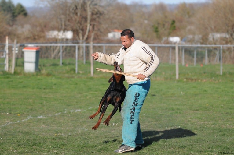 Roreck, a Doberman Pinscher tested with EmbarkVet.com