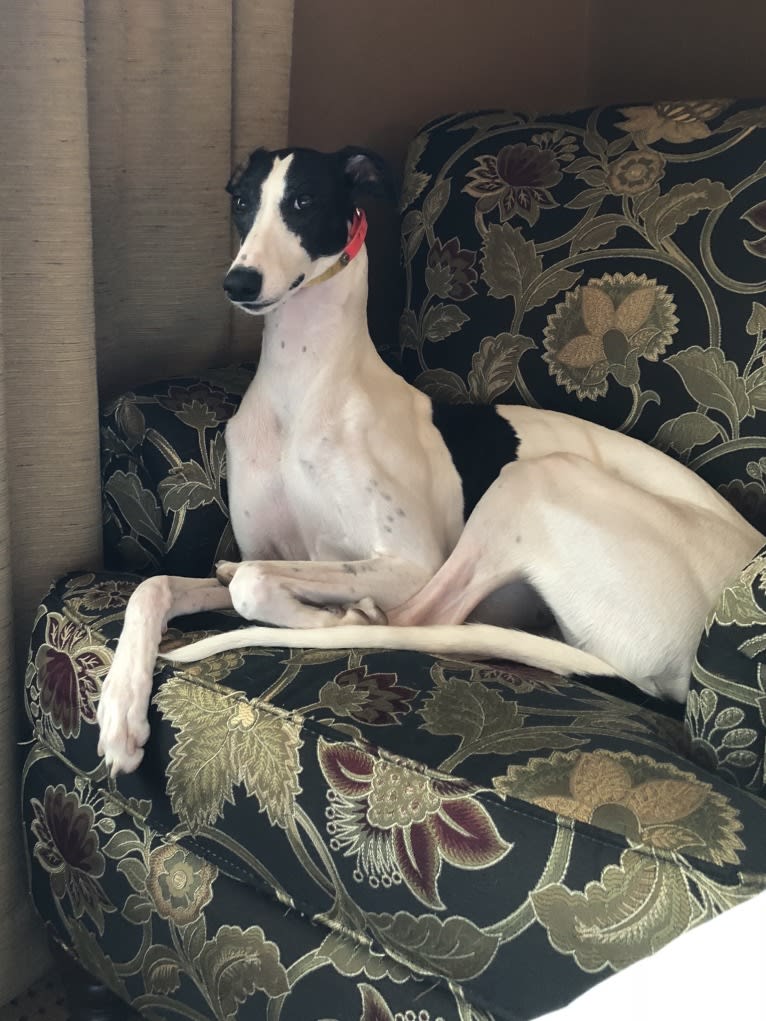 Caddy, a Greyhound tested with EmbarkVet.com