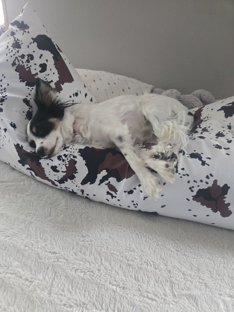 Shelby, a Papillon tested with EmbarkVet.com