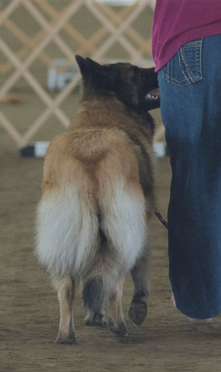 Tuarie, a Belgian Shepherd tested with EmbarkVet.com