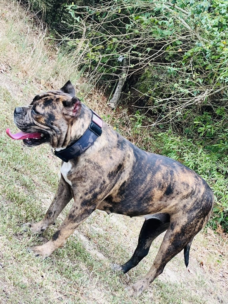 Oreo, a Bulldog and Boxer mix tested with EmbarkVet.com