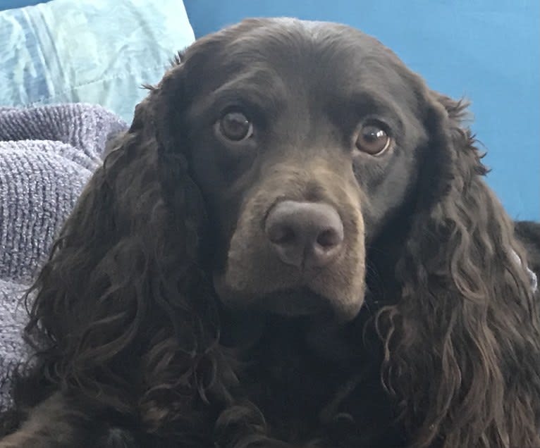 Piper, an American Water Spaniel tested with EmbarkVet.com