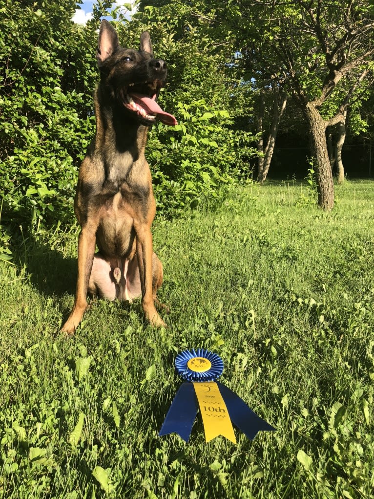 Rocket Raccoon, a Belgian Shepherd tested with EmbarkVet.com