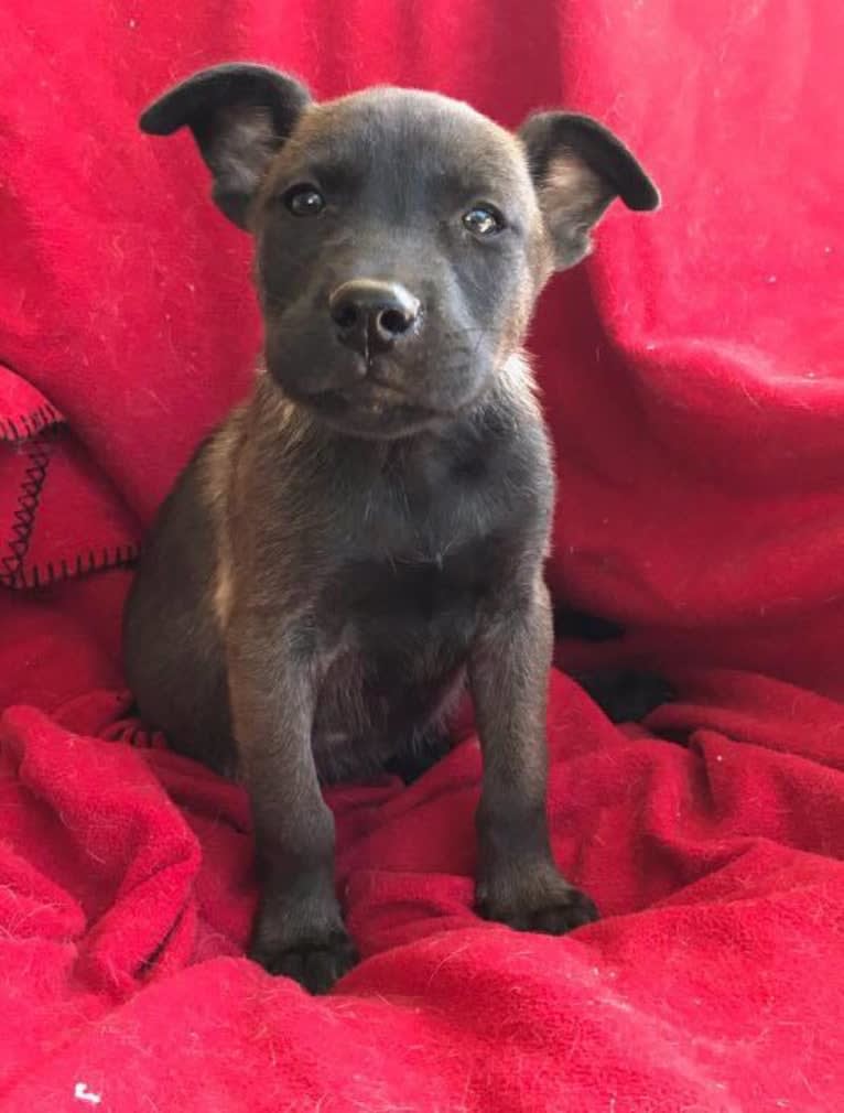 Jax, a Siberian Husky and Chow Chow mix tested with EmbarkVet.com