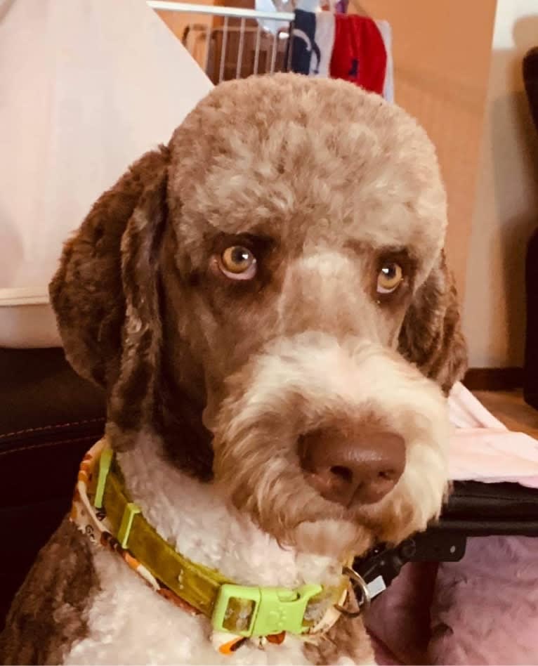 Hugo, a Poodle (Standard) tested with EmbarkVet.com