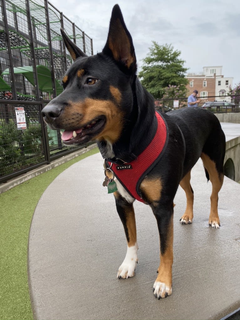 Charlie Grace, an Australian Cattle Dog and Golden Retriever mix tested with EmbarkVet.com