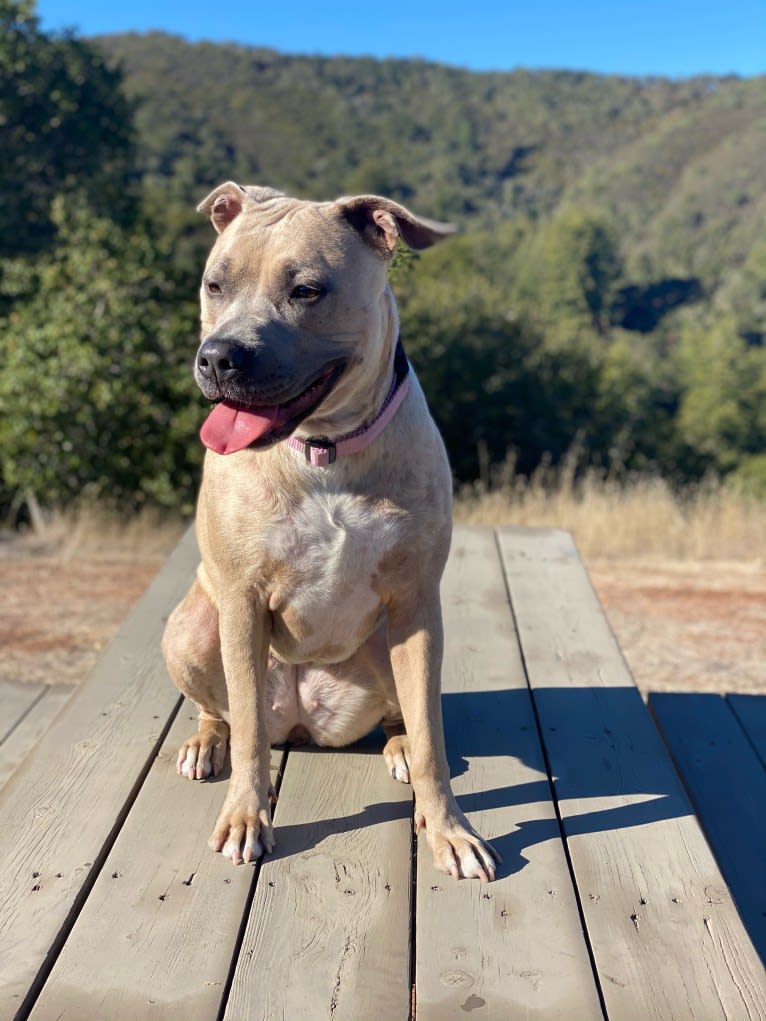 Dani, an American Bully and German Shepherd Dog mix tested with EmbarkVet.com