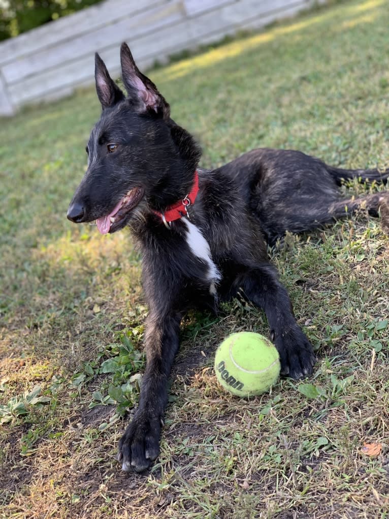 Jamie, a Belgian Malinois and Greyhound mix tested with EmbarkVet.com