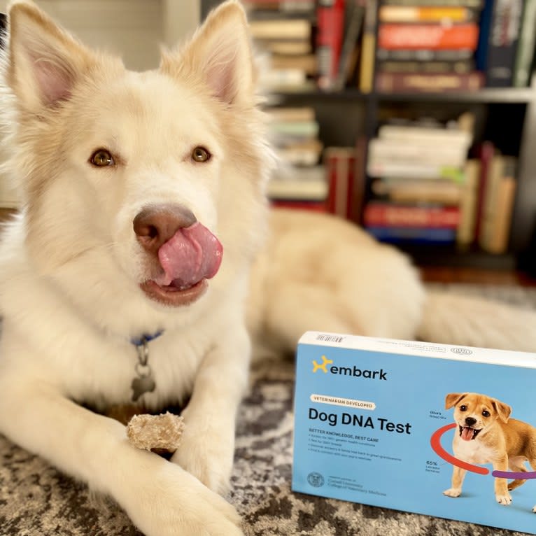 Odie, a Siberian Husky and Australian Cattle Dog mix tested with EmbarkVet.com