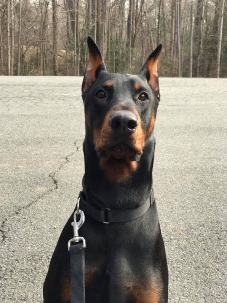 Trinity's Young Blood, a Doberman Pinscher tested with EmbarkVet.com