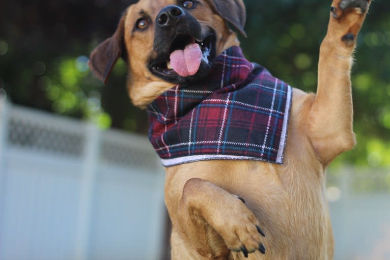 Cody, a Basset Hound and Australian Cattle Dog mix tested with EmbarkVet.com