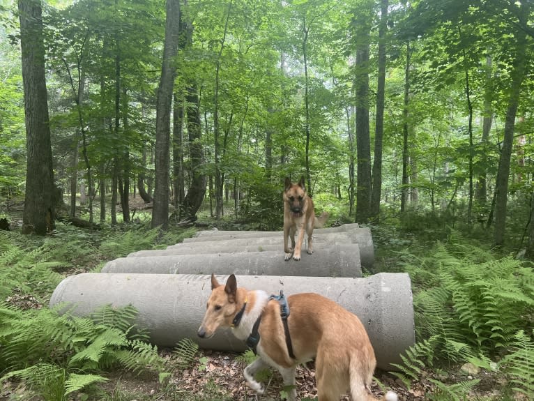 Everhett, a German Shepherd Dog and Australian Cattle Dog mix tested with EmbarkVet.com