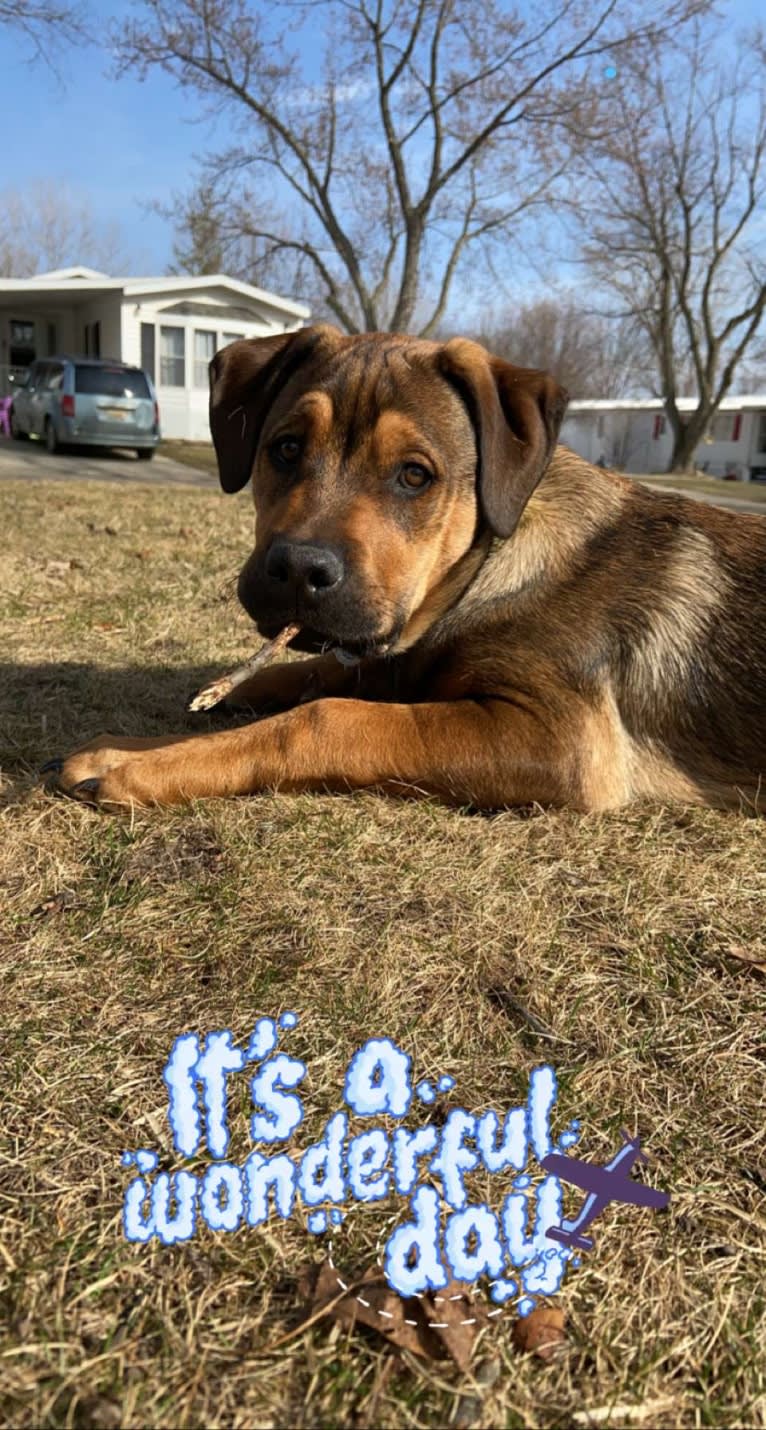 Lenny, a Rottweiler and American Pit Bull Terrier mix tested with EmbarkVet.com