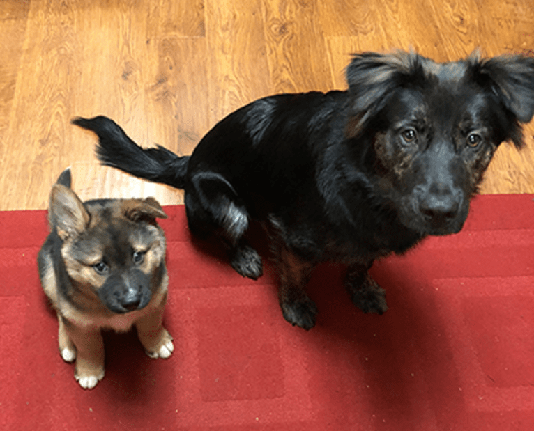 Mick, a Siberian Husky and German Shepherd Dog mix tested with EmbarkVet.com