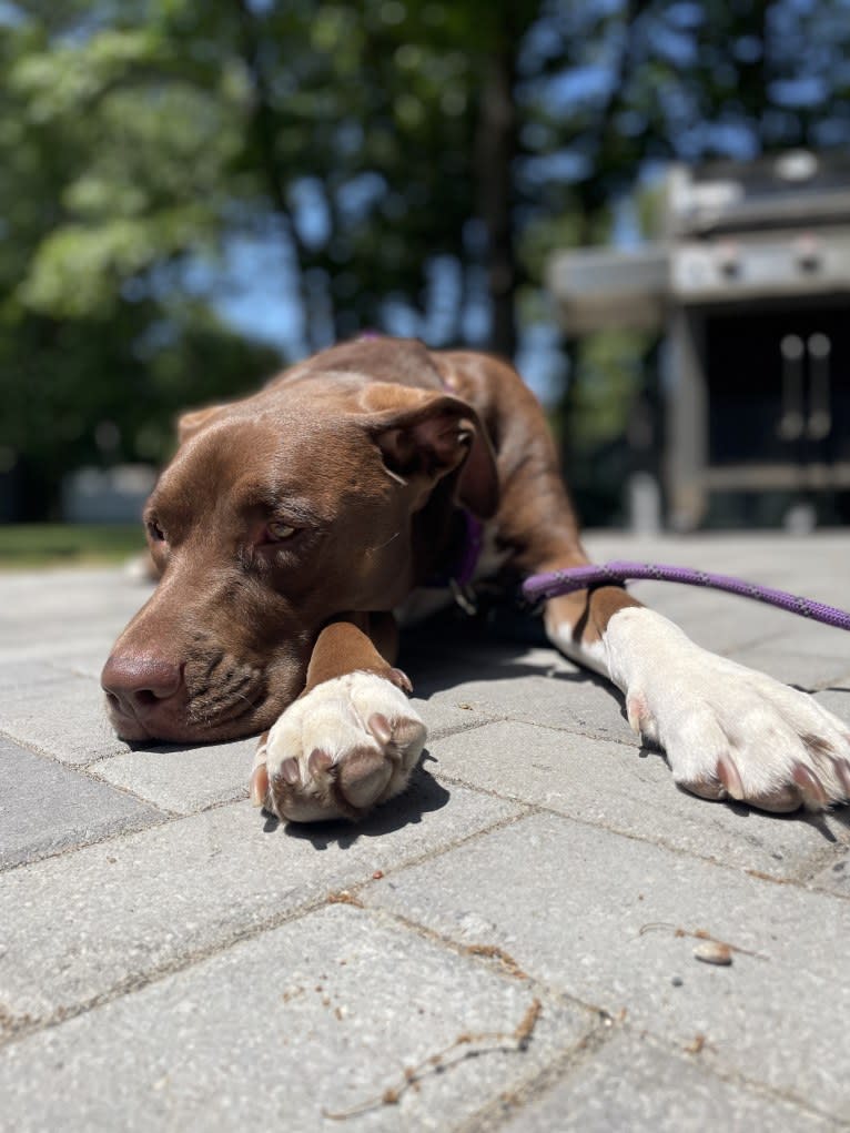 Maisie, an American Pit Bull Terrier and American Staffordshire Terrier mix tested with EmbarkVet.com