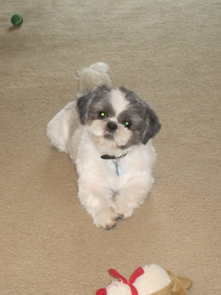 Tivo, a Shih Tzu tested with EmbarkVet.com