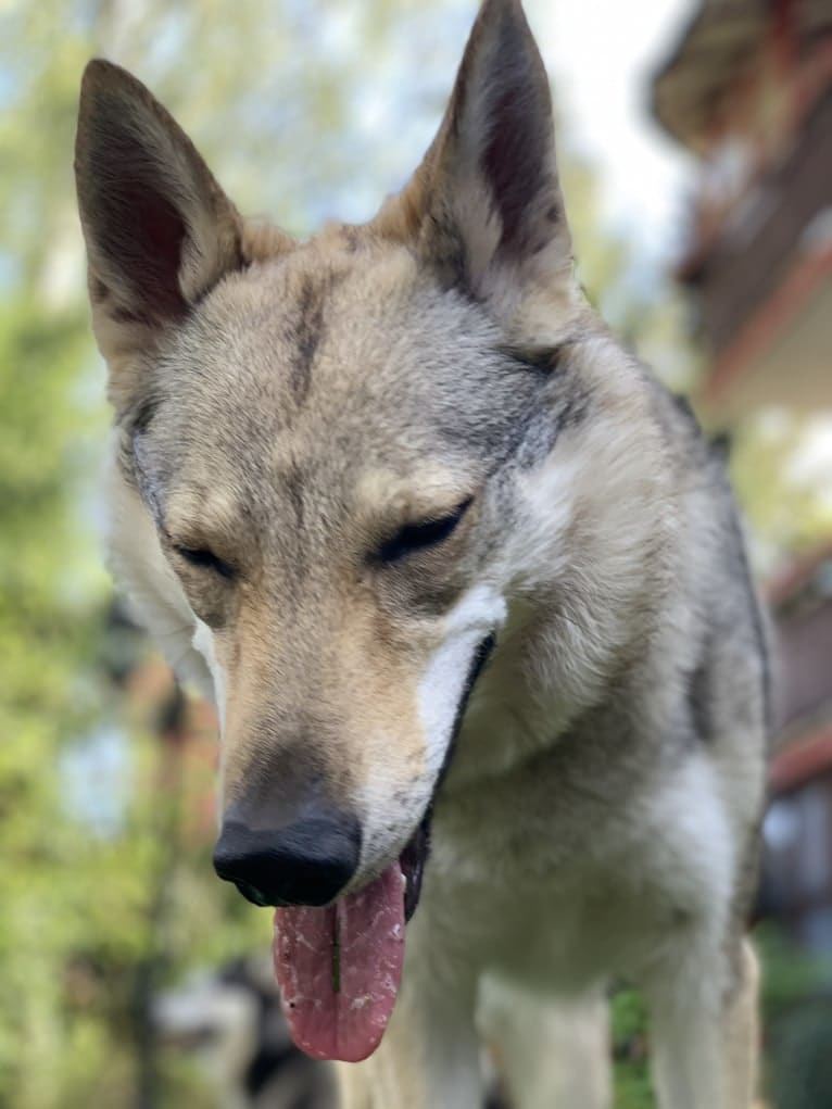 Caya, a Czechoslovakian Vlcak tested with EmbarkVet.com