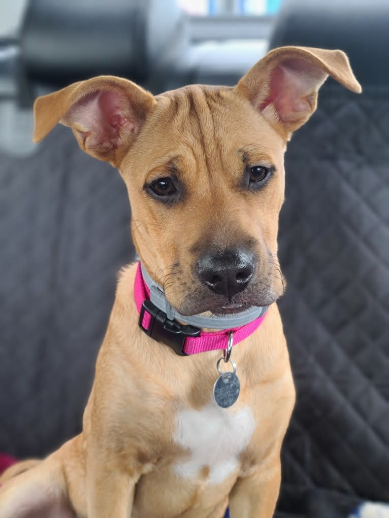 Phoebe, an American Pit Bull Terrier and Boxer mix tested with EmbarkVet.com