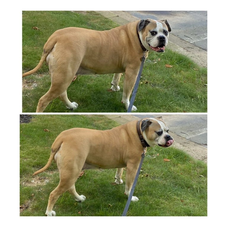 Honey, an American Bulldog tested with EmbarkVet.com