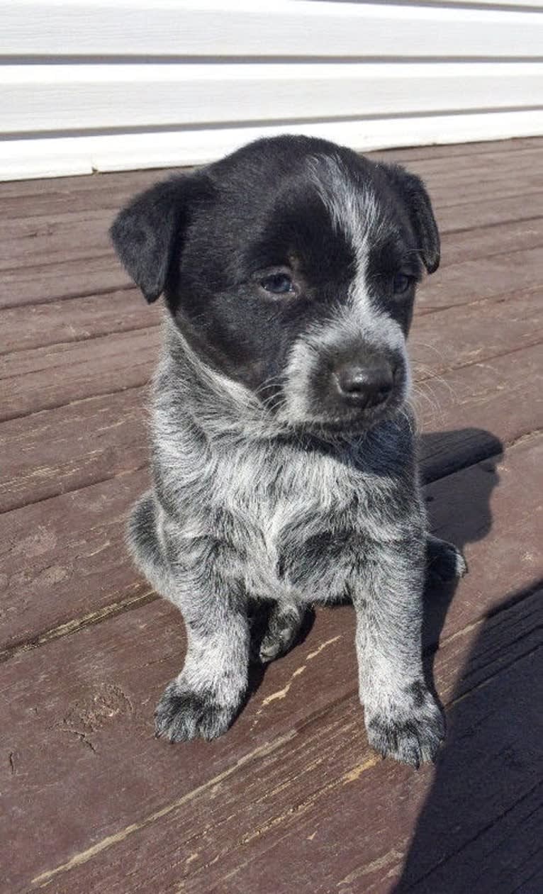 Juniper, an Australian Cattle Dog tested with EmbarkVet.com