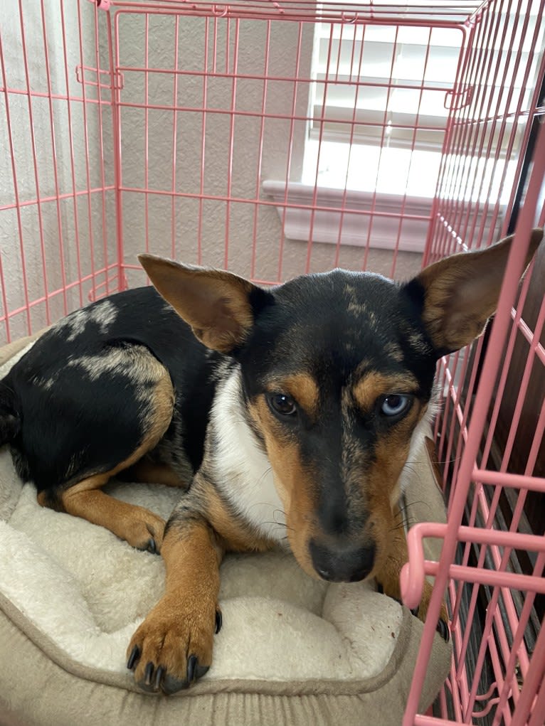 Minnie, a Chihuahua and Labrador Retriever mix tested with EmbarkVet.com