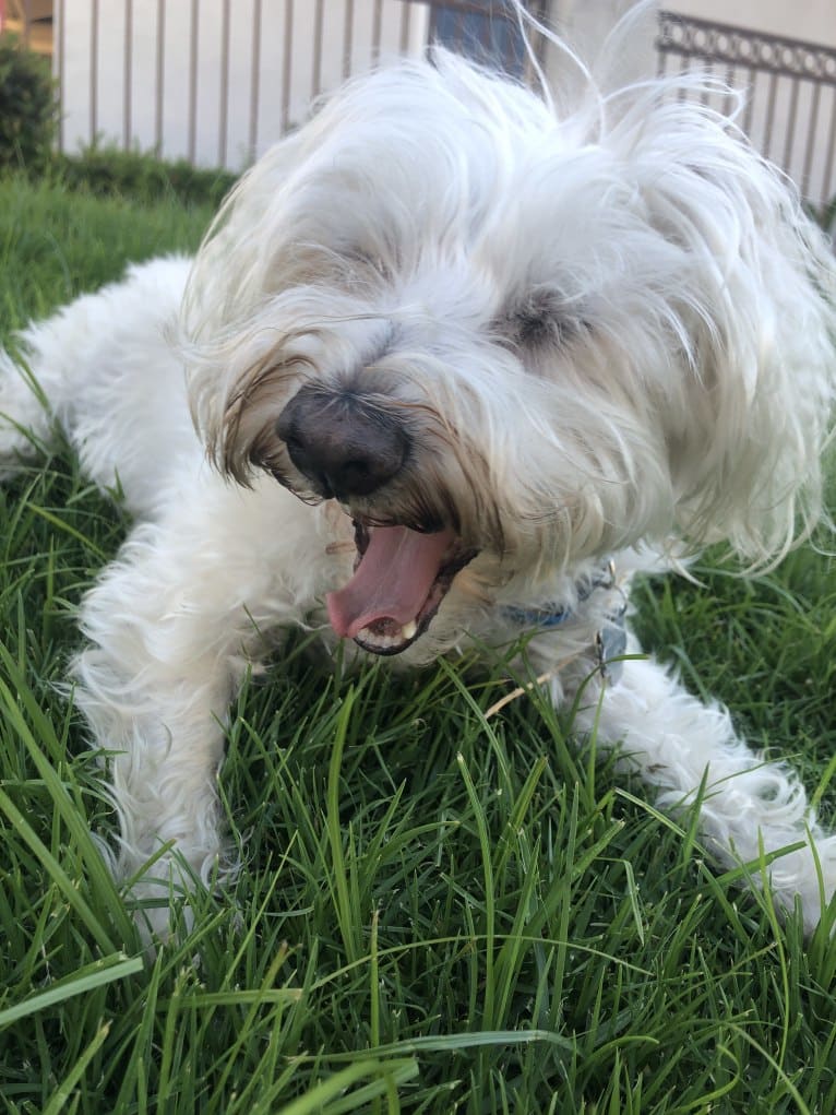 Buddy, a Bichon Frise and Miniature Schnauzer mix tested with EmbarkVet.com