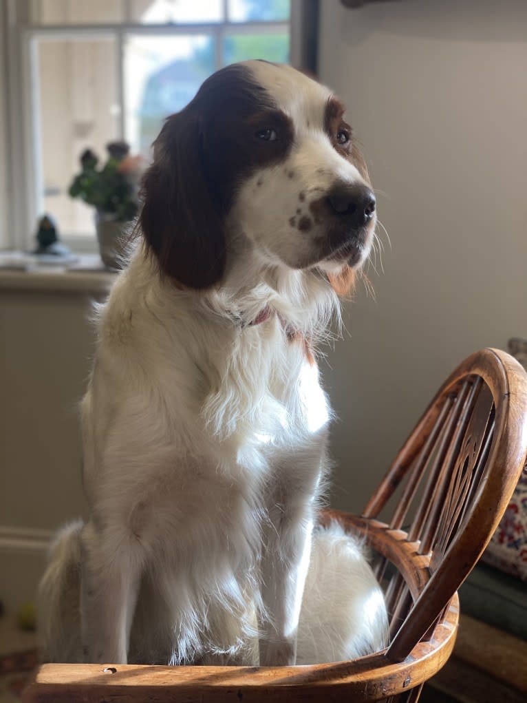 Flynn, an Irish Red and White Setter tested with EmbarkVet.com