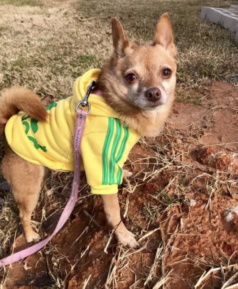 Rena Grace, a Miniature Pinscher and Pomeranian mix tested with EmbarkVet.com