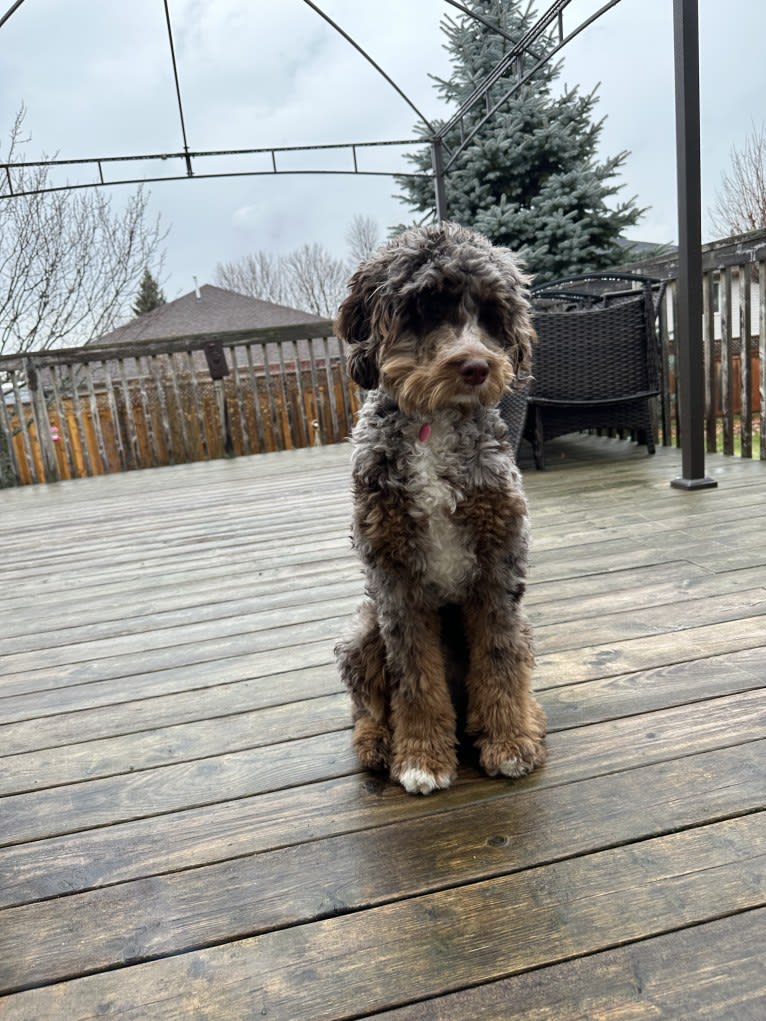 Moose, a Bernedoodle tested with EmbarkVet.com