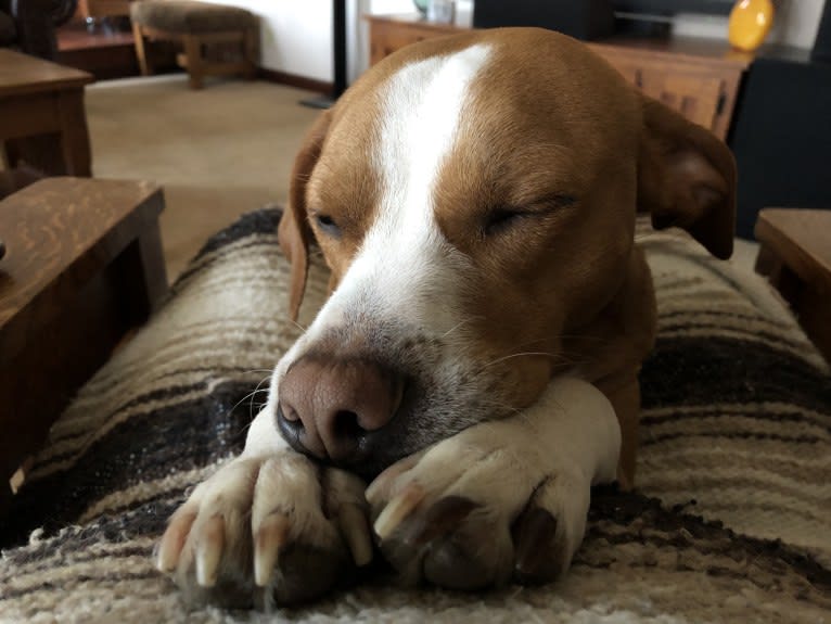 Rocky, a Chihuahua and American Pit Bull Terrier mix tested with EmbarkVet.com