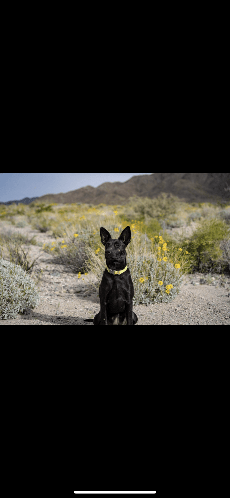 Tai, a Formosan Mountain Dog tested with EmbarkVet.com