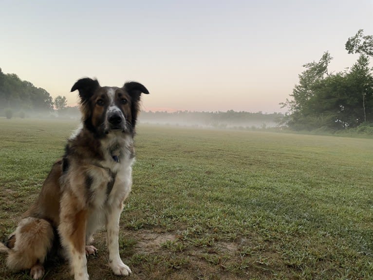 Bentley, an English Shepherd and Collie mix tested with EmbarkVet.com