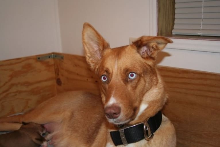 Duvel, a Gerberian Shepsky (18.8% unresolved) tested with EmbarkVet.com
