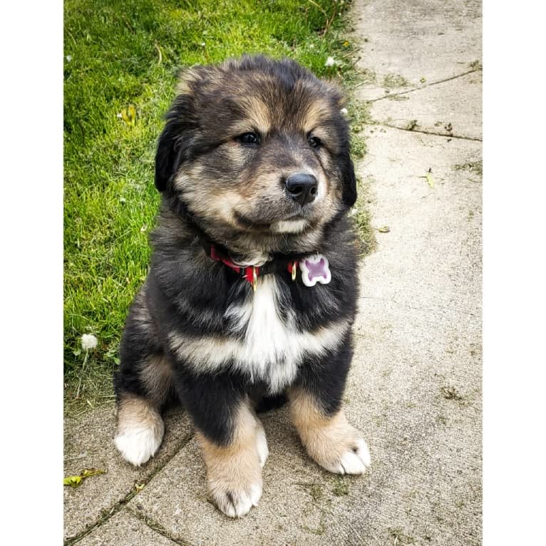 Athena, an Alaskan Malamute and Bernese Mountain Dog mix tested with EmbarkVet.com