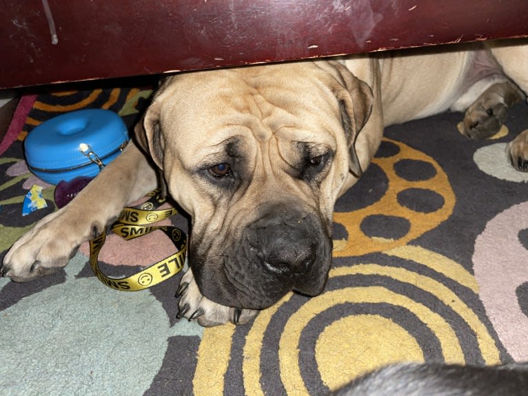 Gobi Boland, a Boerboel tested with EmbarkVet.com