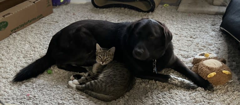 Guinness, a Labrador Retriever and Australian Cattle Dog mix tested with EmbarkVet.com