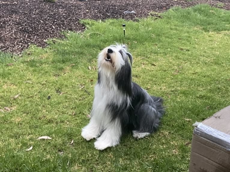 EliZa, a Bearded Collie tested with EmbarkVet.com