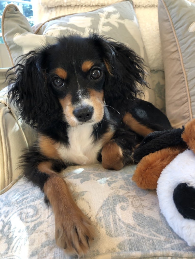 Prince, a Cavalier King Charles Spaniel and Poodle (Small) mix tested with EmbarkVet.com