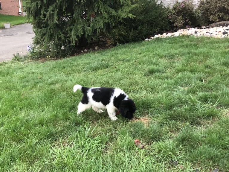 Luna, a Newfoundland tested with EmbarkVet.com