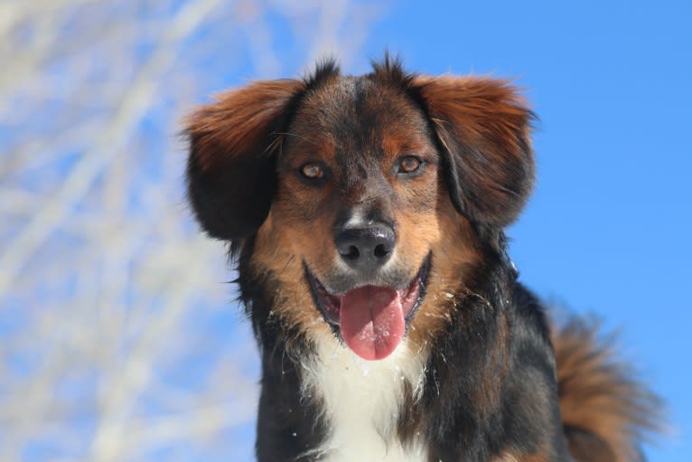 Burley, an English Shepherd tested with EmbarkVet.com