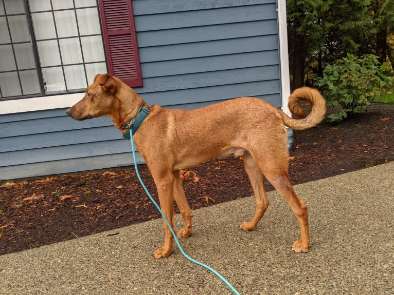 Leonardo, a Doberman Pinscher and Australian Shepherd mix tested with EmbarkVet.com